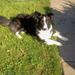 Efterlysning af Border collie Zika 