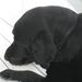 Opmærksomhedssøgende labrador
