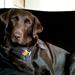 Labrador- halter på forben