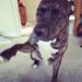 www.smartdog.dk hvalpegodbidder