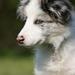 Acana puppy foder