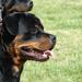 Doberman helbredstest
