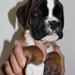 Taske