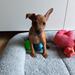 Hund med krampeanfald - Rikke Fast i Viborg ? 