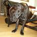 James Hinks Bull Terrier