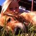 Hund tisser oftere