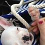 Fransk bulldog Diva