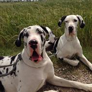 Great Danes