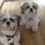 Holger og viggo