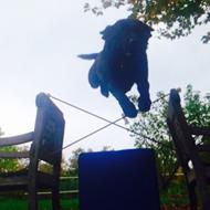 Lisa & den flyvende Hund!