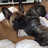 Bidt af en Fransk Bulldog