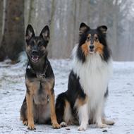 Milla - med schæfer & collie <3