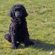 Bjoerk & Saga & Isak