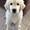 Hund