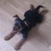 Min hund er BESAT af mad!