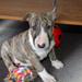 Engelsk Bull Terrier I Midtjyland :)