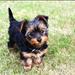 Dosering af Royal Canin foder