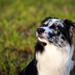 Halsbånd - længde/brede - border collie