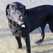 Retriever F1 eller F1?