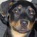 Prinsesse seng til stor hund?