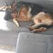 Han / hun hunde