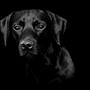 Cilie&Balou