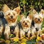 Yorkiebanden