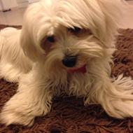 Maltipoo S