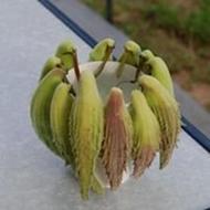 Såderup-Planteskole T