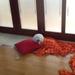 Coton De Tulear Avlskrav