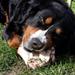 Hvorfor slikker nogle hunde? 