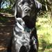 Labrador fælder hele tiden