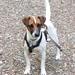 Giardia, orm, andet?