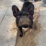 Sia the french bulldog 