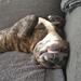 Fransk bulldog / Engelsk stafford terrier