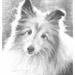Agility - Sheltie eller Kelpie eller ??