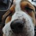 Se, min hund cykler - the coolest basset on the block ;)