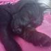 Tryg hundeforsikring - erfaringer? 