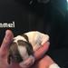 Træning f FT Spaniel