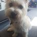 Give ham tilliden til andre hunde, tilbage.