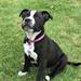 Staffordshire Bull terrier 