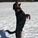Rottweiler fodre