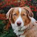 Dog Copenhagen sele