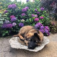 Anne med Tykke, Kukkeren og Kampkatten