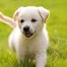 Hvorfor er det svært for nogen og sige farvel til sin hund ?