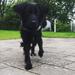 Dialog omkring gøende nabohund