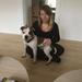 Staffordshire Bull Terrier 