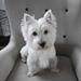 Stambog fra Danish Dog Association