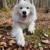 Huan aka balladefjæs