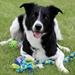 Agility begynder hold niveau